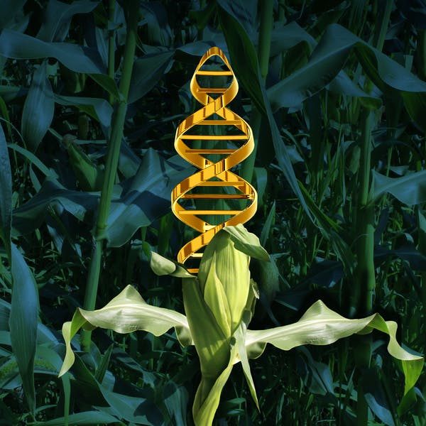 GMO image