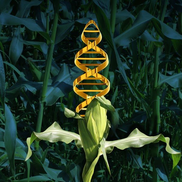 Click to enlarge GMO image