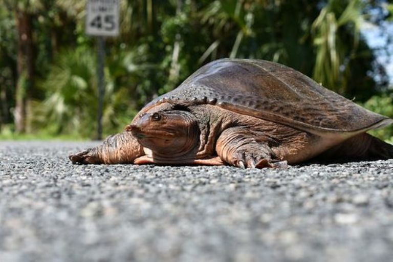 Softshell turtles in Florida may be dying to a virus.