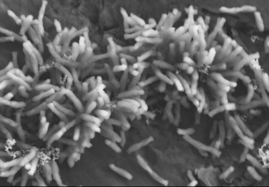 microbes eat electricity