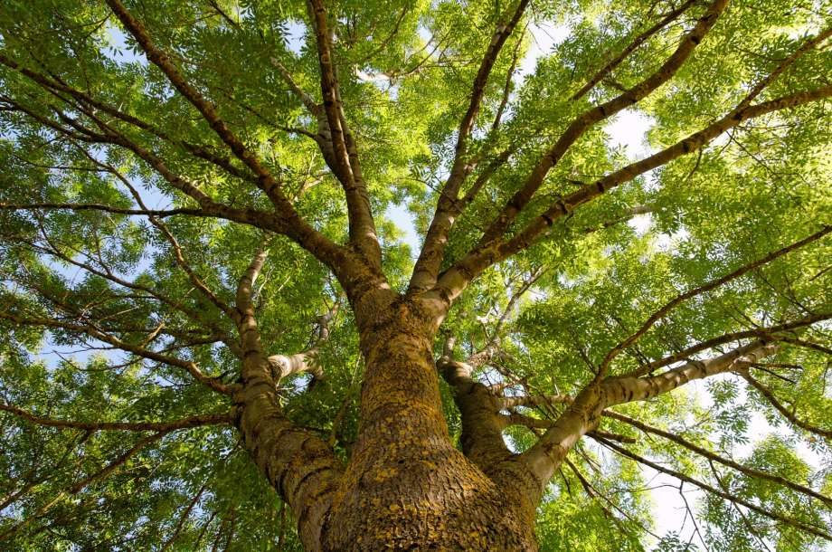 trees