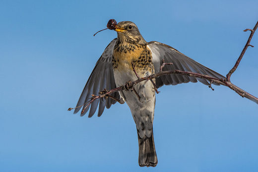 Click to enlarge Turdus pilaris
