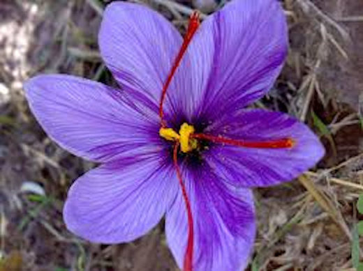 Click to enlarge Saffron