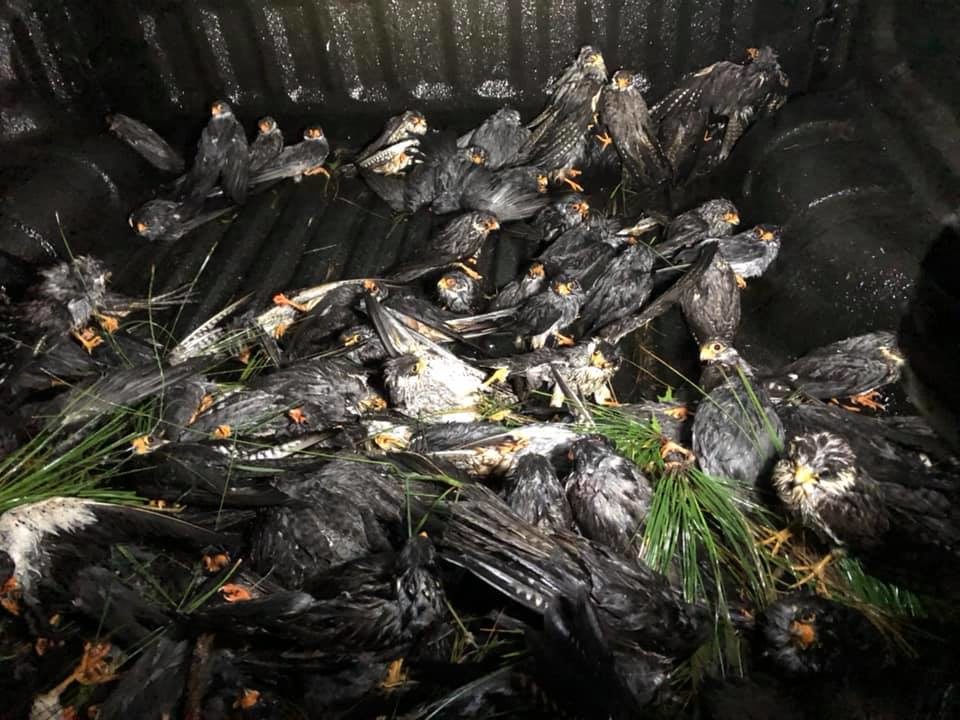 Dead falcons