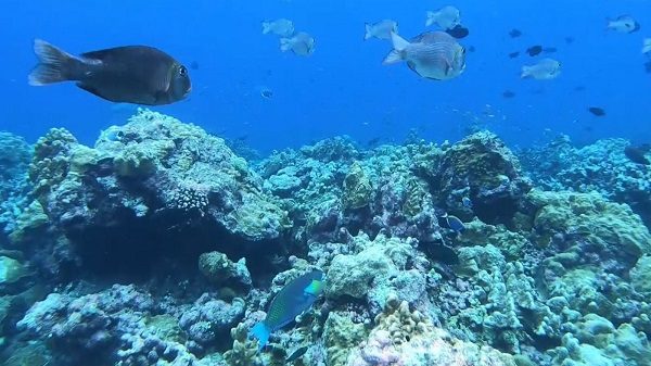 Click to enlarge Coral reef