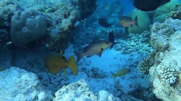 Click to enlarge Coral reef