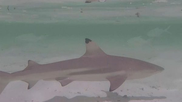 Click to enlarge Shark