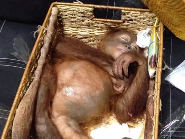 Click to enlarge orangutan