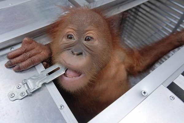 Click to enlarge Baby orangutan