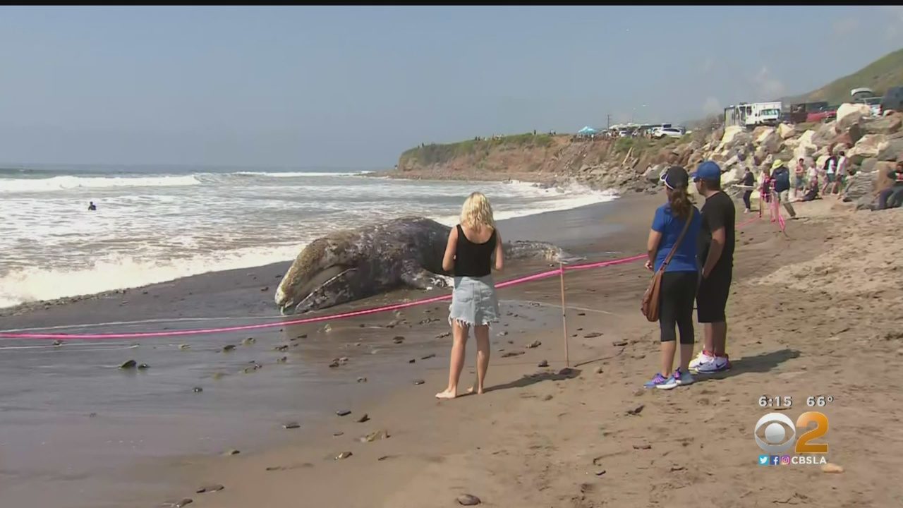 Young, Dead Gray Whale Washes Ashore In Malibu