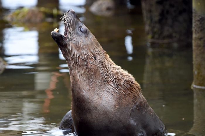 Gary Oliver used a long lens for this photo. He believes it is the same seal that bit the woman on the leg.