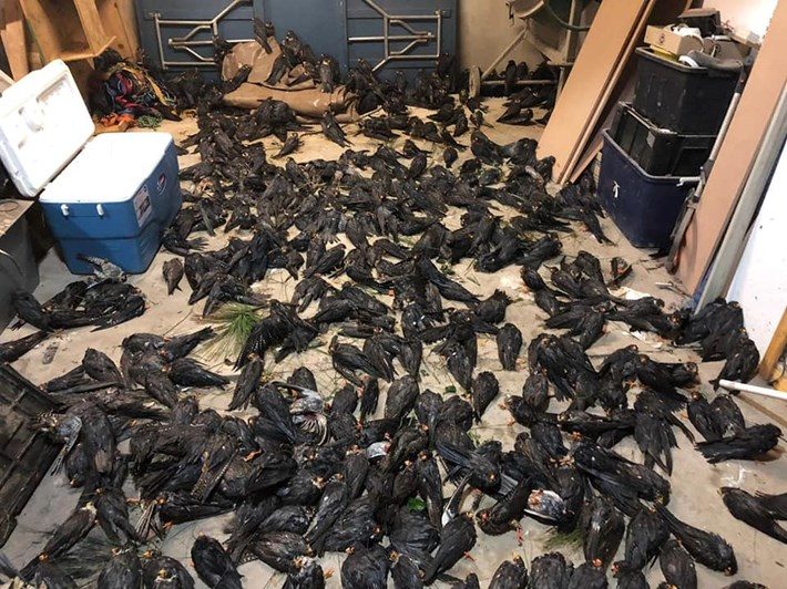 Hundreds of Amur falcons were relocated to the safety of a garage following a devastating hailstorm