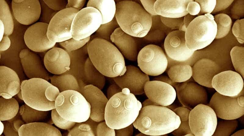 Saccharomyces cervisiae