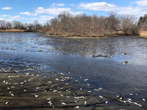 Thousands of dead fish wound up in Oceanport Creek, Parker's Creek and Blackberry Bay