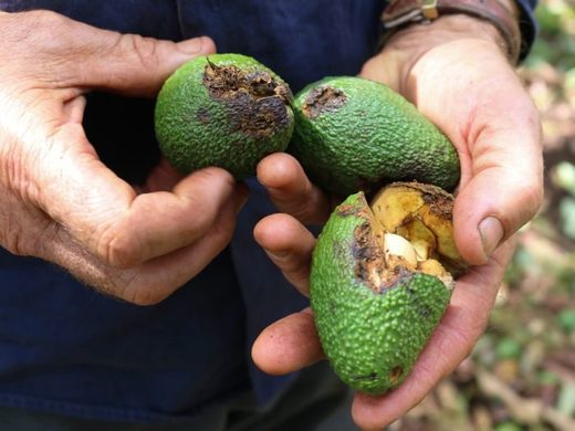 Aussie Orchards' managing director Colin Foyster holds three of the 4 million damaged avocados