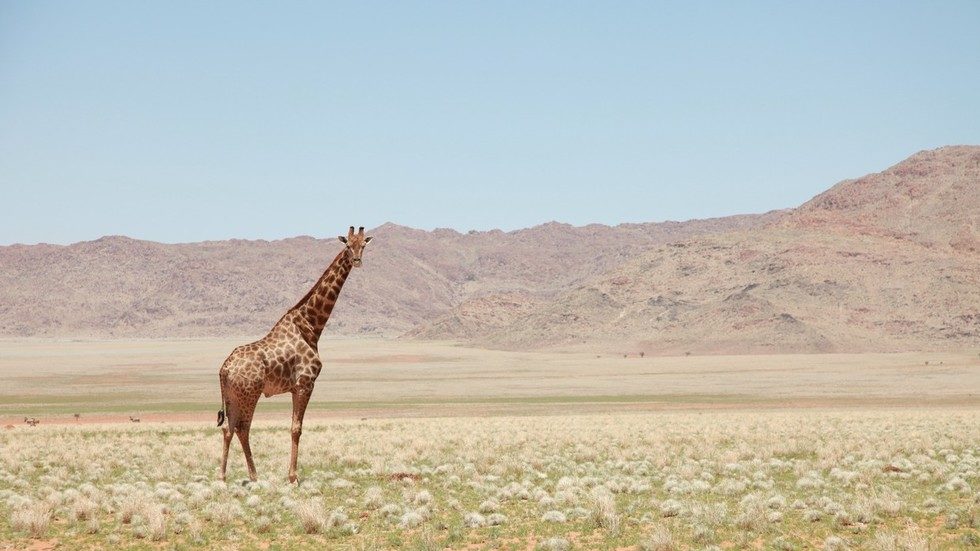Click to enlarge giraffe