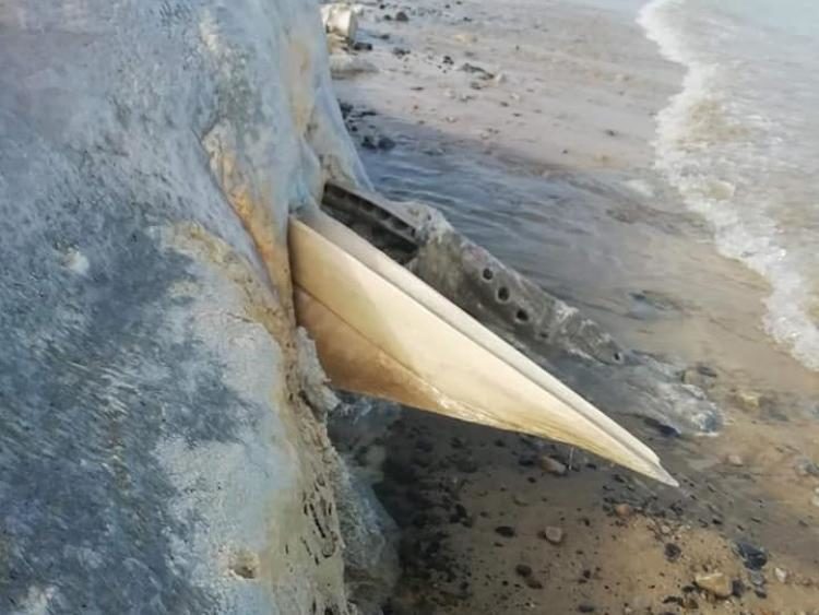 Click to enlarge dead whale