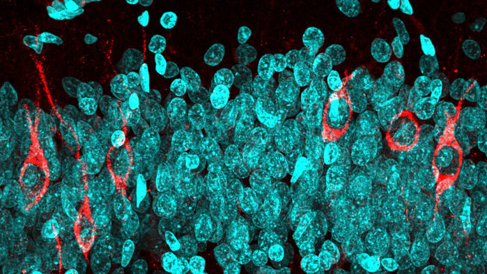 young neurons old brain
