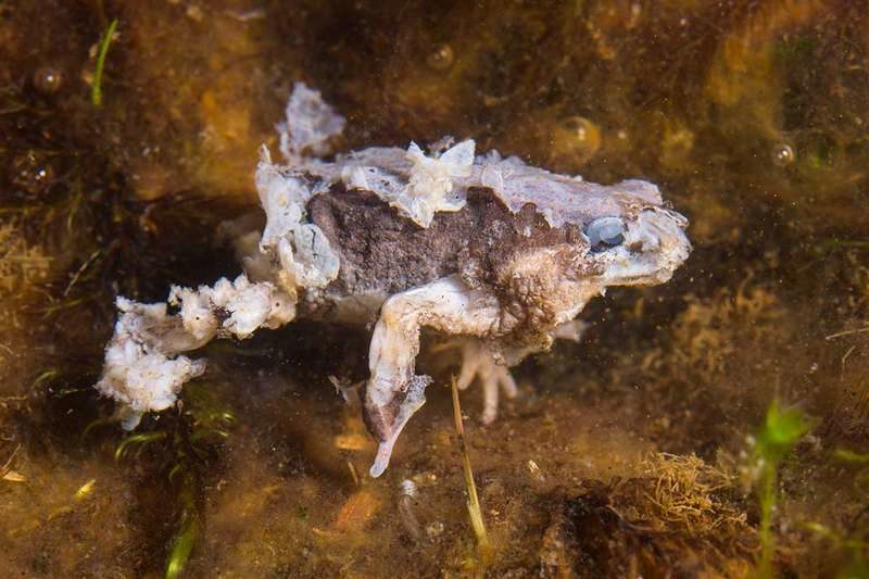 Click to enlarge chytridiomycosis