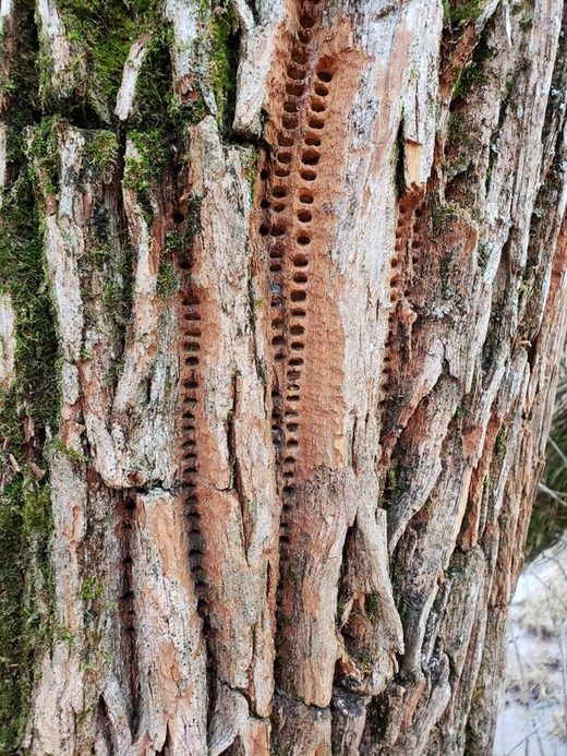Click to enlarge Woodpecker's math