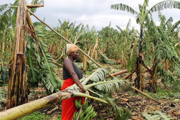Destroyed. Ms Flora Kugonza in her banana plantation that was destroyed by a hailstorm in Kyatwa village Bunyangabu district on Wednesday.