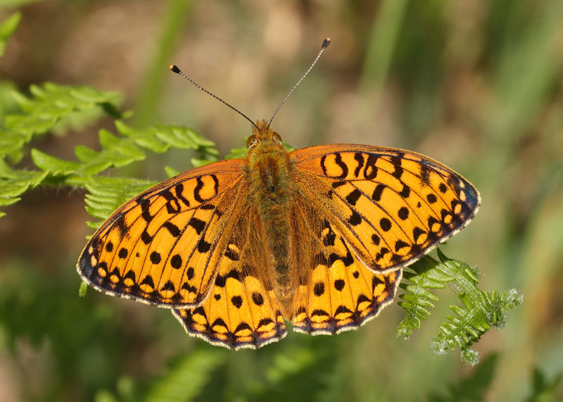 dark green fritillary