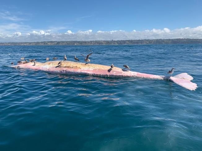 whale