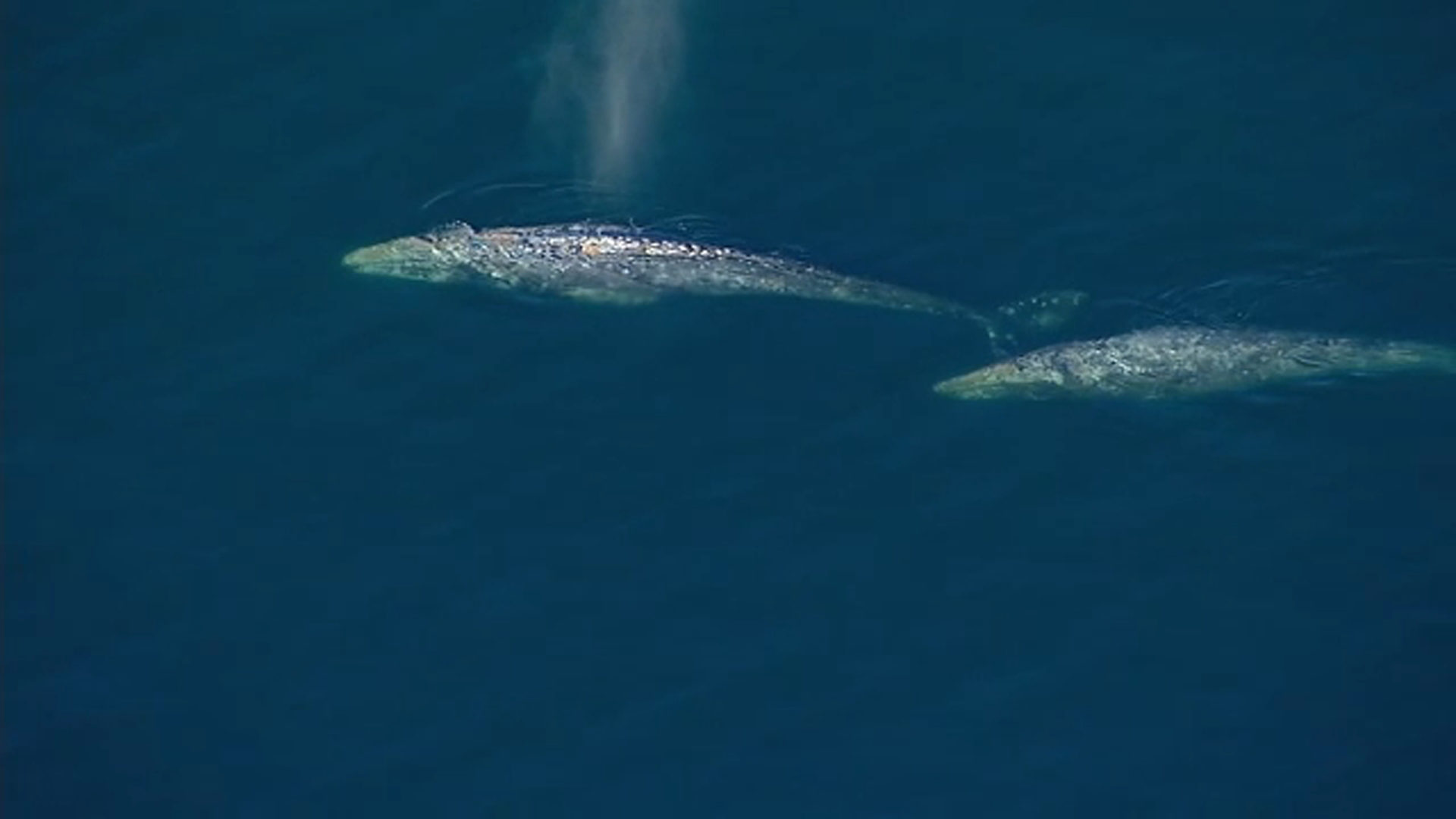 Whales