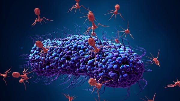 Click to enlarge Bacteriophages