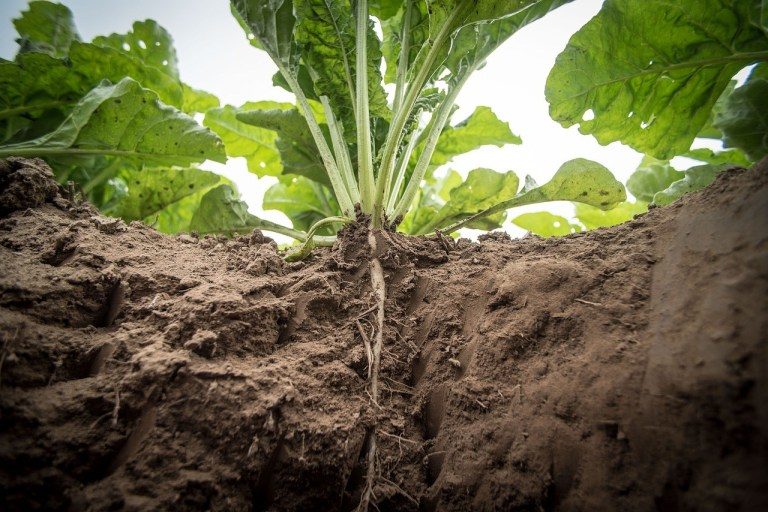 sugar beets