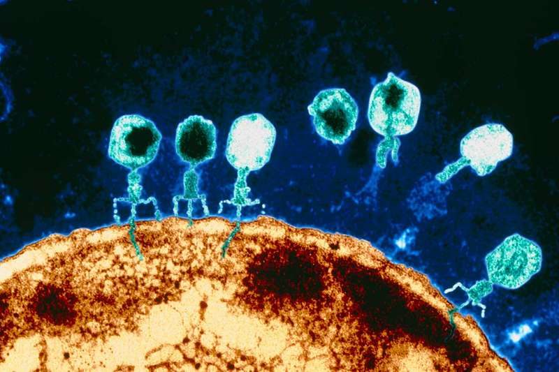 Click to enlarge Bacteriophage viruses