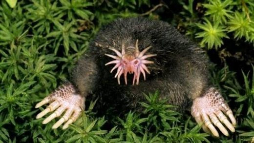 Click to enlarge Star-nosed mole