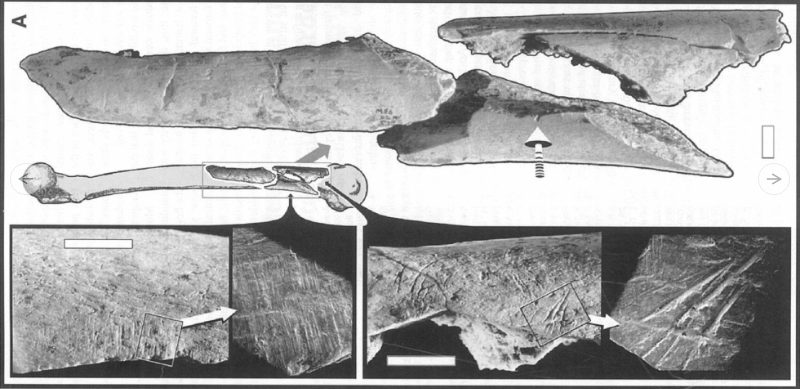 Click to enlarge Neanderthal bone