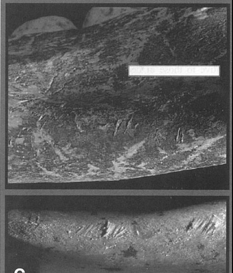 Click to enlarge neanderthal bone