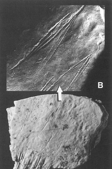 Click to enlarge Neanderthal bone