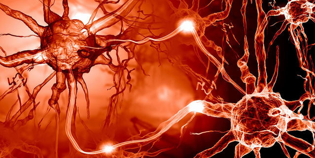 neurons DHA conducts electricity
