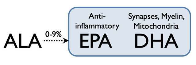 ALA conversion EPA DHA