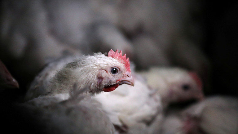 chicken