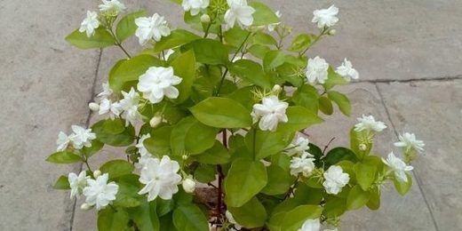 Keeping a jasmine plant in your room reduces anxiety, panic attacks and depression