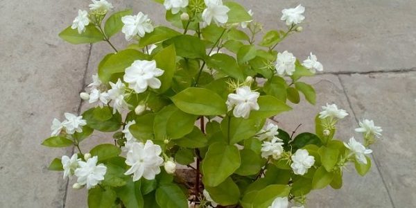 Jasmine