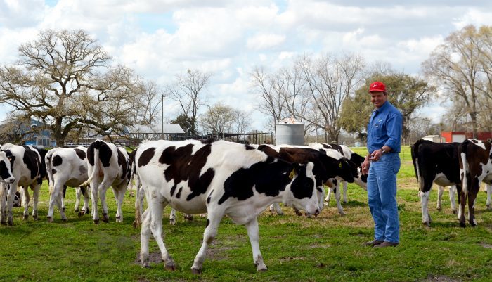 Click to enlarge cows
