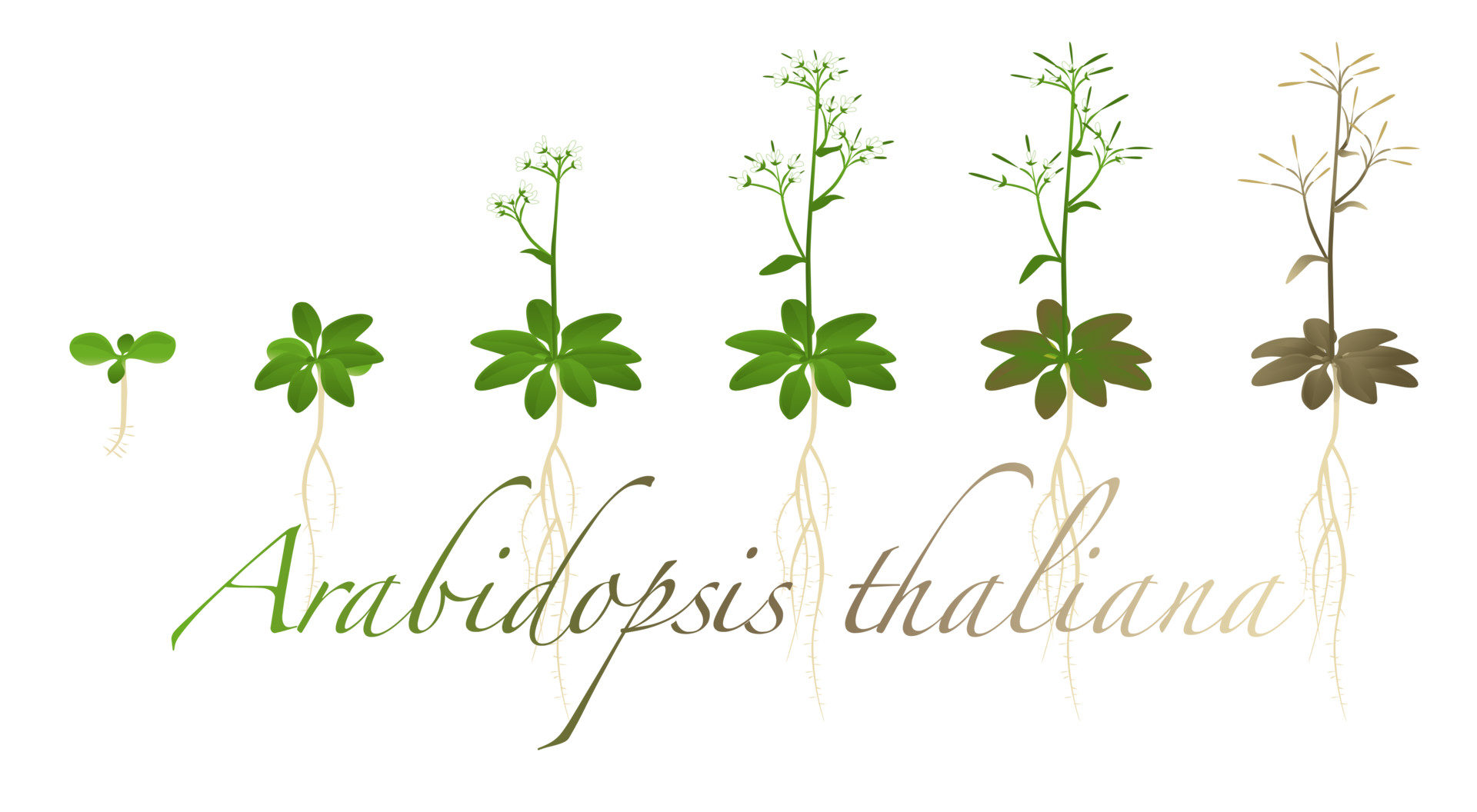Arabidopsis thaliana