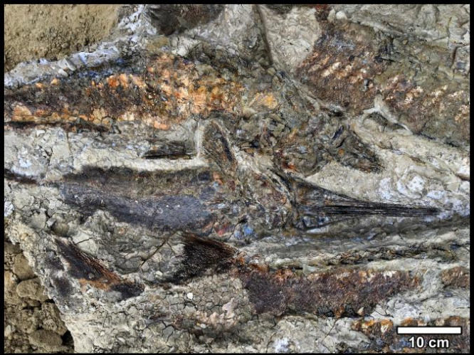Click to enlarge Tanis deposits