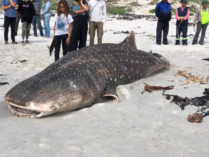 The whale shark found on the beach this morning.