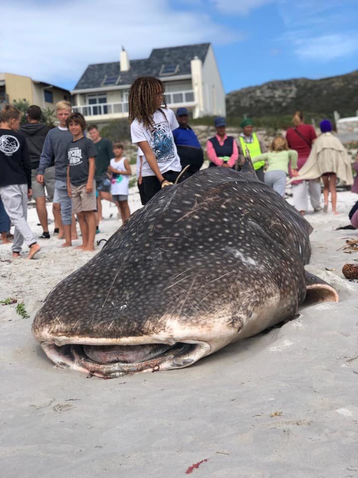 Click to enlarge Passers by looking at the dead whale shark.