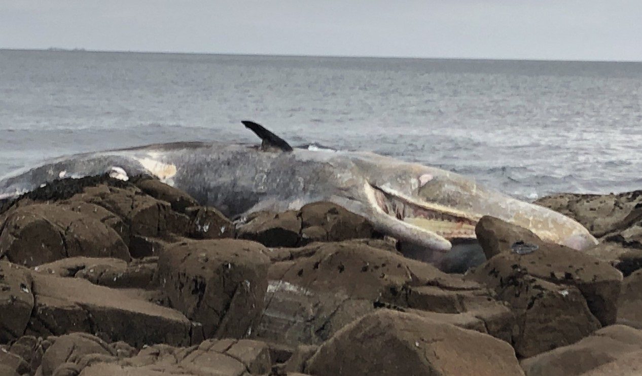 dead whale