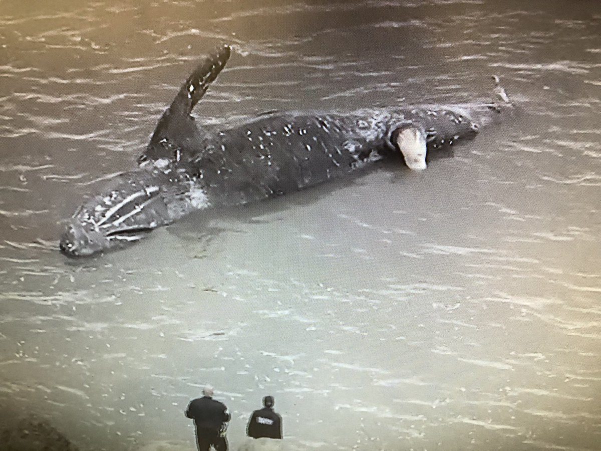 dead whale