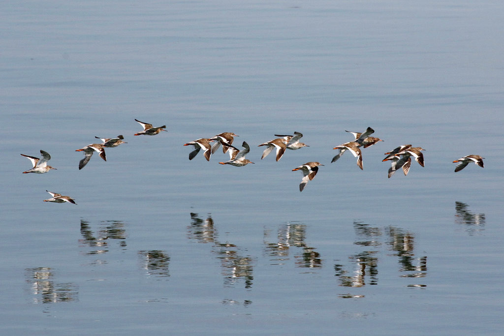 redshanks