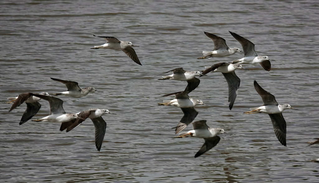 Click to enlarge gREENSHANKS
