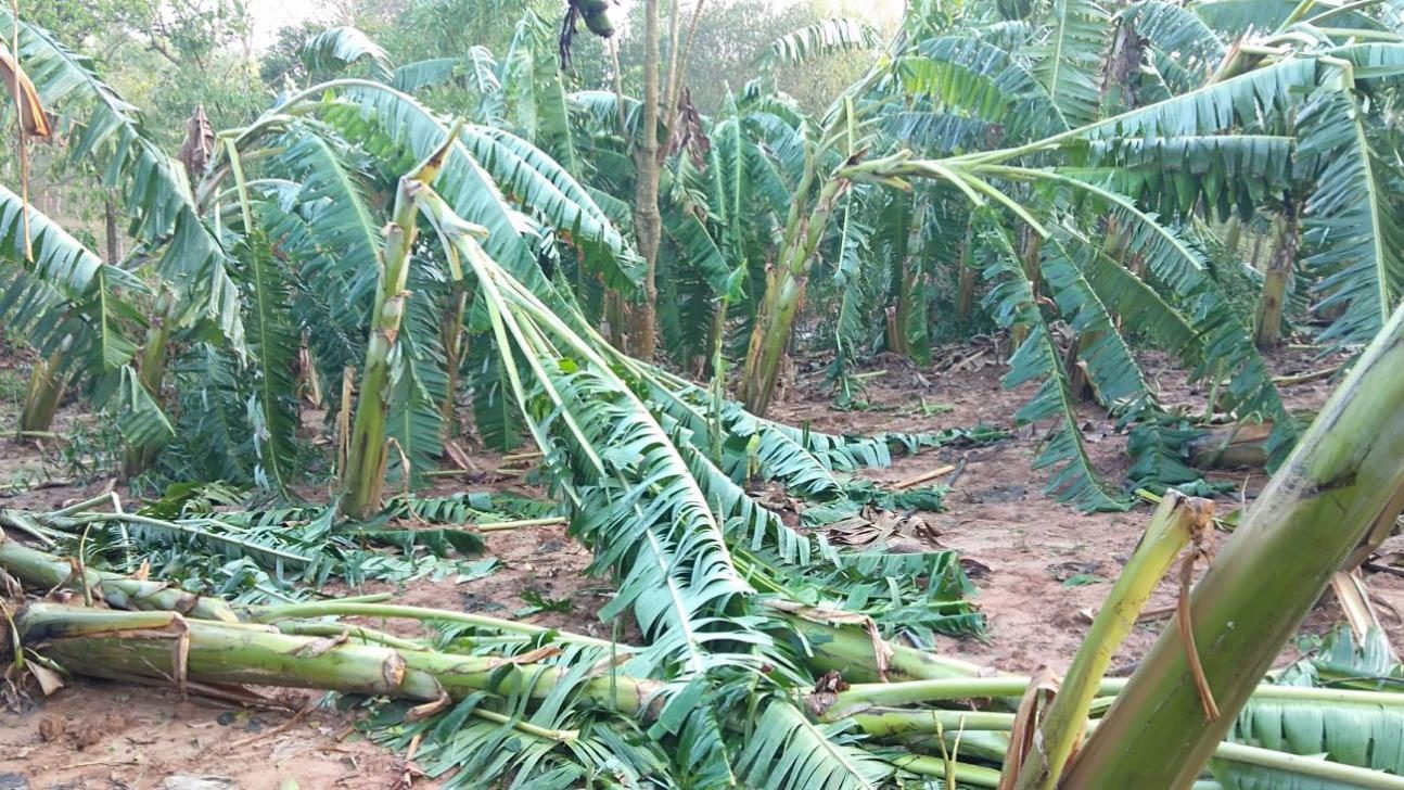 A banana orchard, damaged during Tuesday's hailstorm, at Sangrampur village in Tangail's Ghatail upazila.